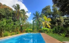Cycad Palm Diani